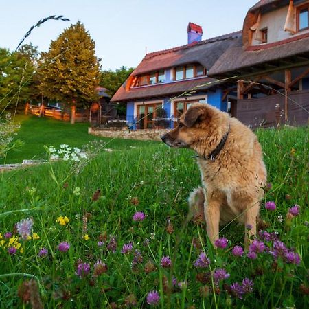 Casele Cu Stuf B&B Haus Ulrike Sălicea 외부 사진