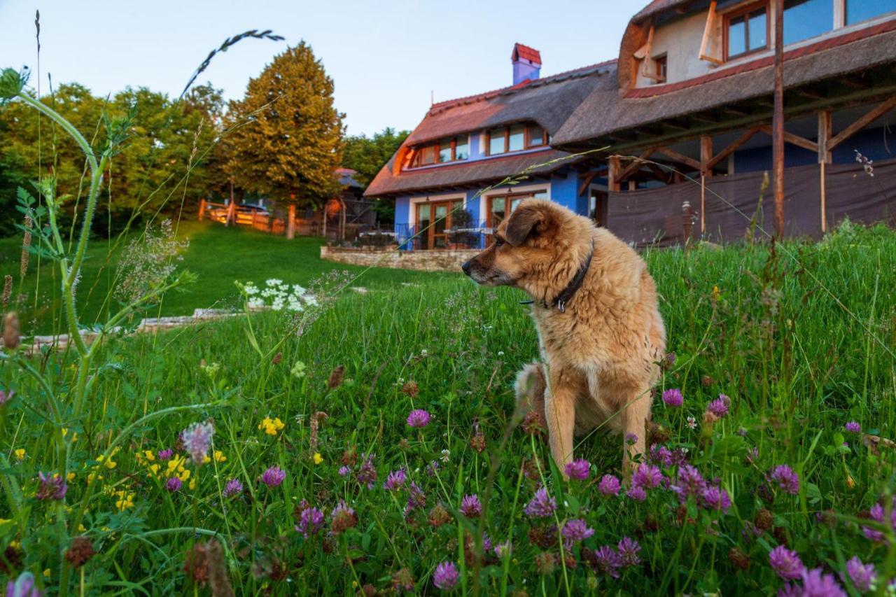 Casele Cu Stuf B&B Haus Ulrike Sălicea 외부 사진